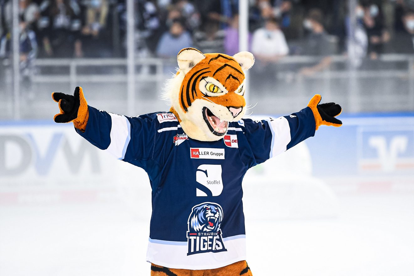 News Straubing Tigers